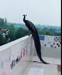 Daha önce hiç uçan bir tavus kuşu gördün mü?