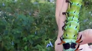 Hickory Horned Devil Caterpillar (part 1)