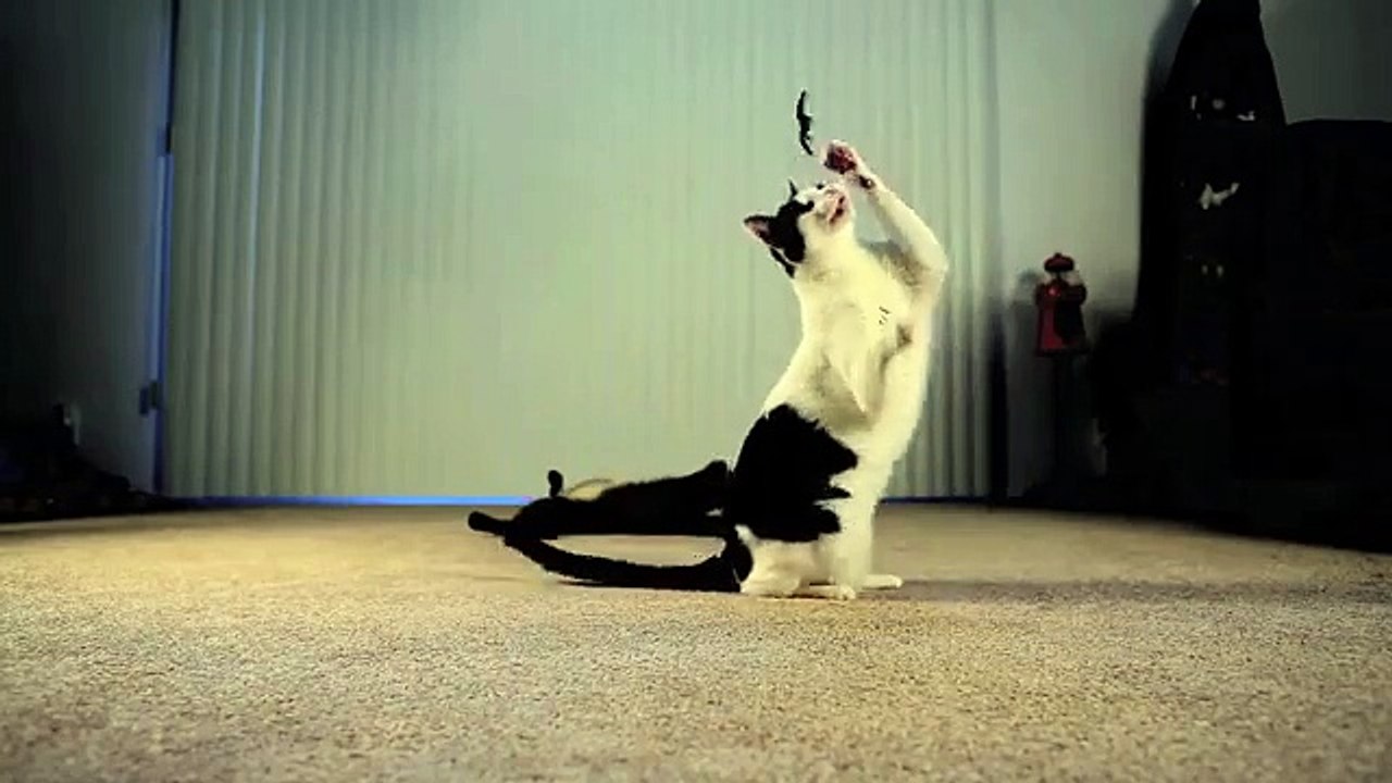 Mean Kitty Spider Prank