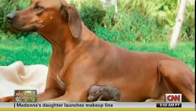 Unlikely Animal Friendships Jennifer Holland National Geographic