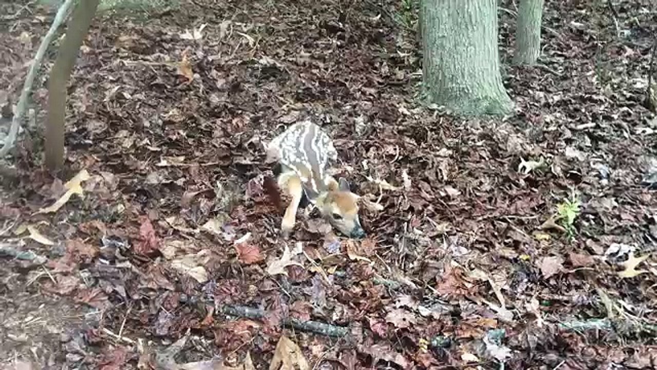 I found a baby deer (fawn) behind my house.