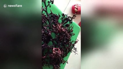 Mystery sea creature found on shore in Vietnam