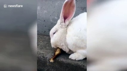 Rabbit loves eating chicken drumsticks