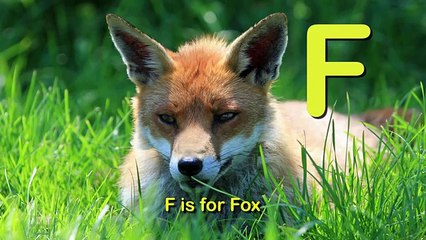 The Animal Alphabet Song Learn Your ABCs!