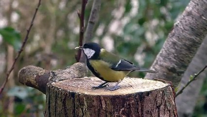 Bird Sounds Spectacular : Morning Birdsong