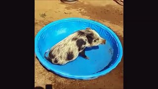 Adorable Baby Animals Taking Baths