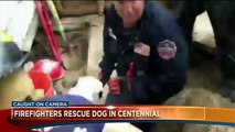 Luna the Dog Rescued After Being Stuck Under Home for Nearly 30 Hours