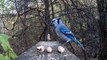 Chipmunk Genius Teaches Blue Jays Lefty Loosey Righty Tighty Lesson