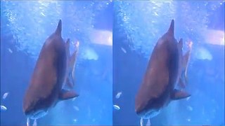 八景島シーパラダイス！立体映像（3Ｄ）！サメです