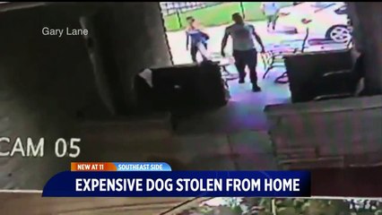 Owner Offering $10,000 Reward for Return of Stolen French Bulldog Named Waffle Fries