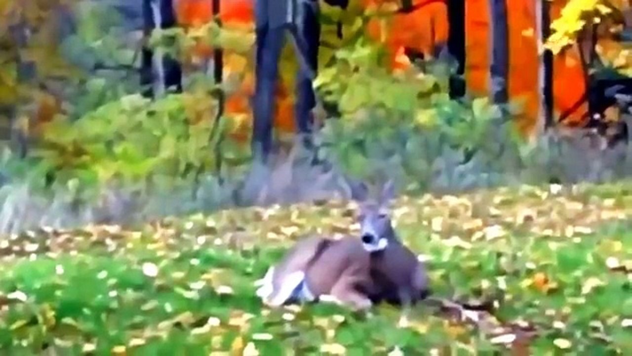 National Geographic Wild new Private Life Of Deer | Animals Attack Willdife Documentary