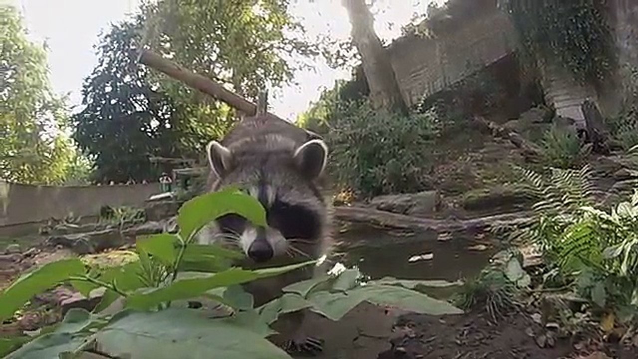 Cuteness overload.. This raccoon wants to hug my camera in Antwerp zoo (Gopro Hero3)