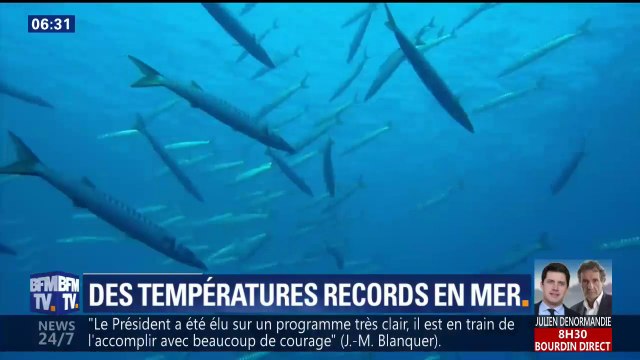 La mer a connu d’inquiétants records de température cette année