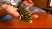 How to Care for a Pet Tiger Salamander : Natural History of Tiger Salamanders