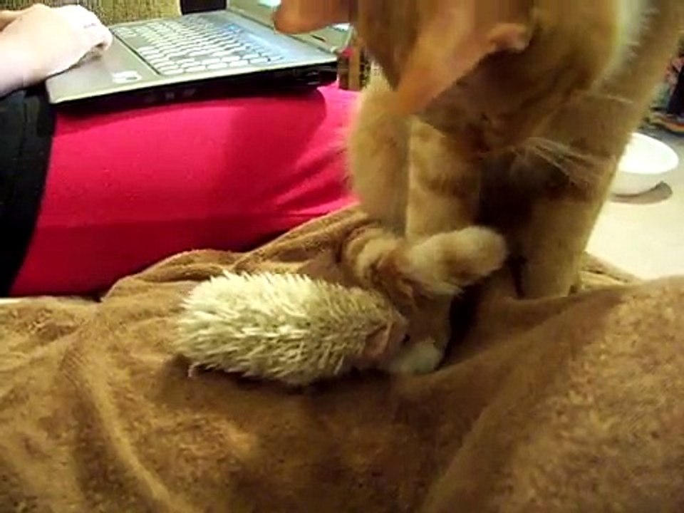 My baby hedgehog w/the cat