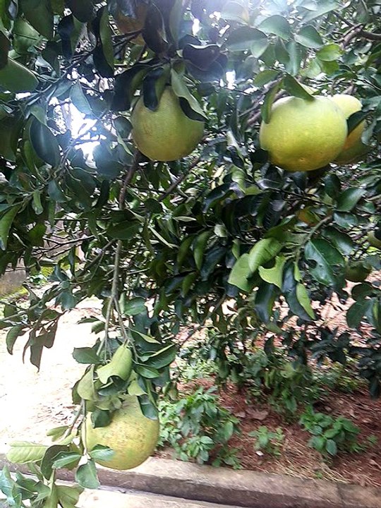 Fruits