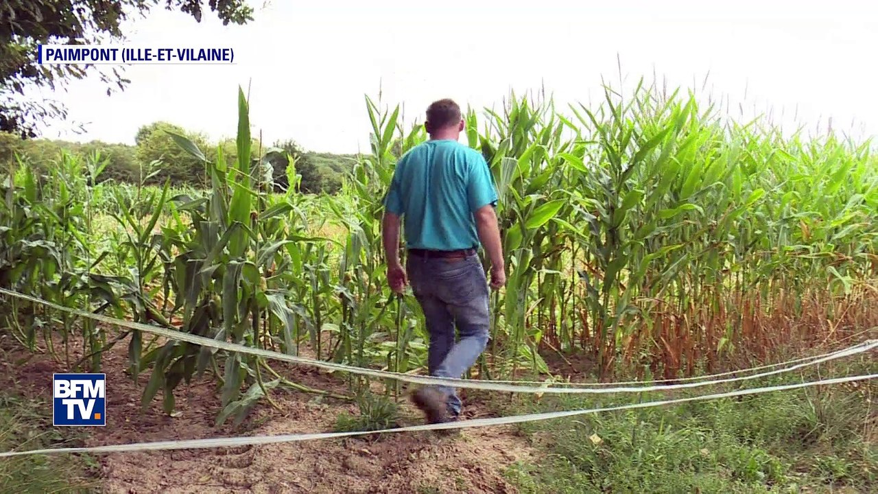 Des sangliers s'attaquent aux champs des agriculteurs en Ille-et-Vilaine
