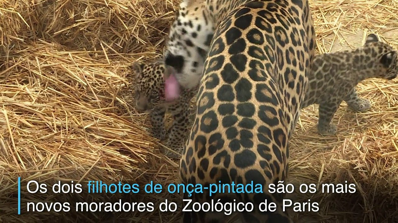 Pequenas e selvagens