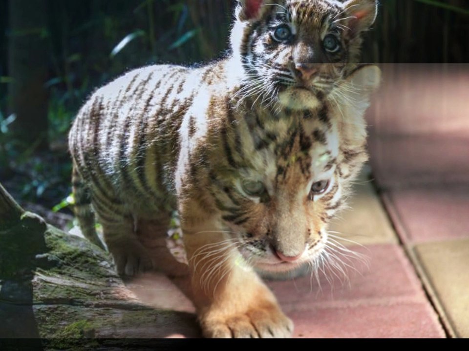 baby tiger