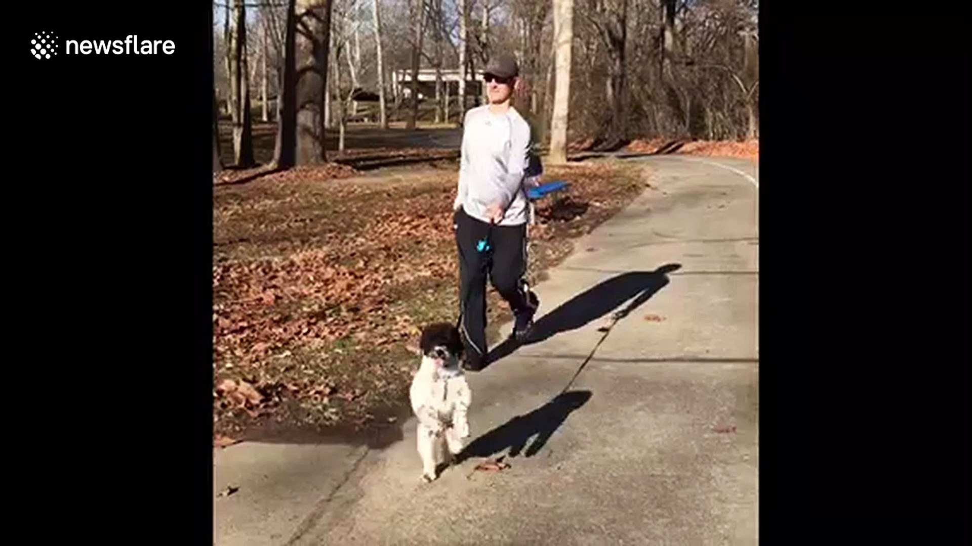 Adorable Dog Likes Walking On 2 Legs Like Humans Video Dailymotion Images, Photos, Reviews