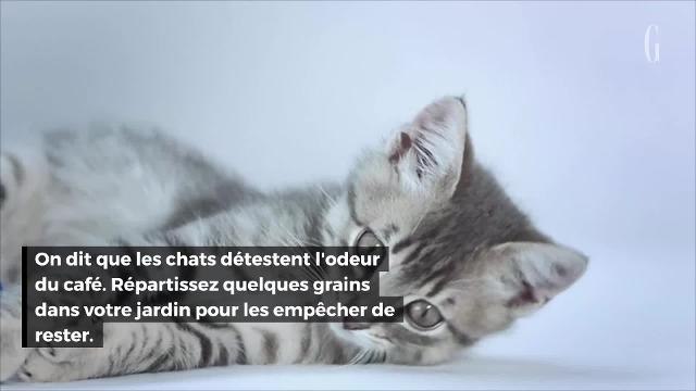 5 façons d'utiliser le café - autre qu'en boisson !