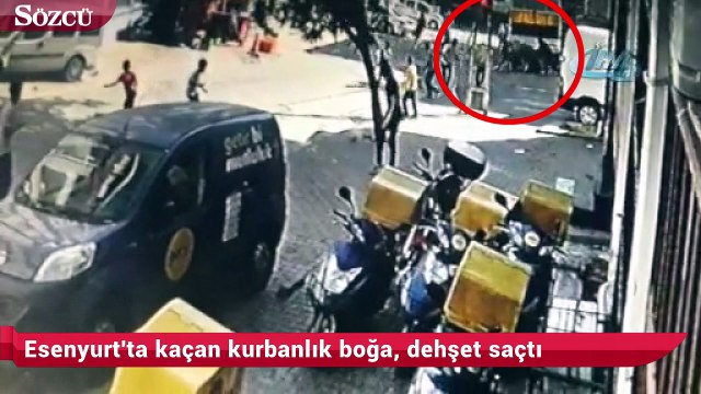 Esenyurt'ta kaçan kurbanlık boğa, dehşet saçtı