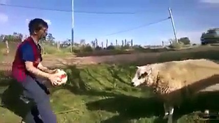 Ce mouton joue au football... Gros niveau