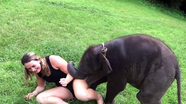 Ce bébé éléphant adore faire des gros calins... Un peu encombrant comme animal