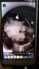 Download Video: Cette instagrameuse choque la toile en mettant son chien dans sa machine à laver