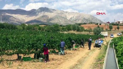 İlkbahar sıcak geçti, bağ bozumu erken başladı
