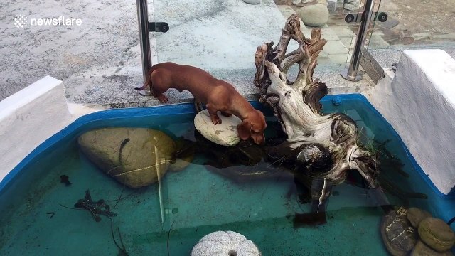 Curiosity soaks the dog! Puppy gets wet after falling in a pond