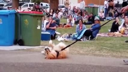 ¡PERRO FINGE ESTAR MUERTO PARA NO DEJAR EL PARQUE!  MIKECRACK DOBLANDO PERROS #3