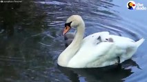 Swan Mom Carries ALL Her Babies Under Her Wing | The Dodo
