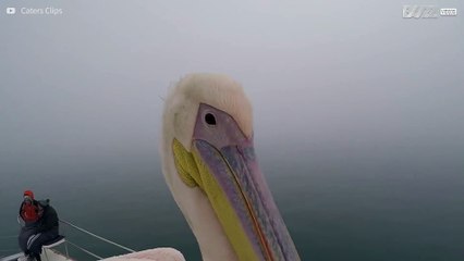 Pelican tries to eat young man taking a selfie
