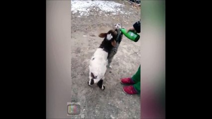 A cat, a goat, a sheep and a milk bottle