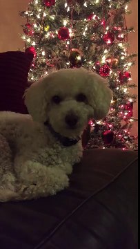 Elle endort son chien en lui chantant une chanson de Noël