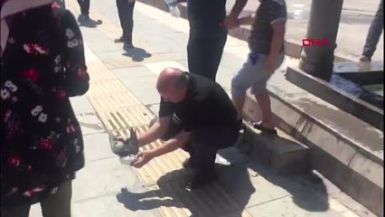 Elazığ Yaralı Bulunan Kumruya Su Verildi, Ardından Belediyeye Teslim Edildi