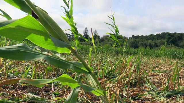 Ille-et-Vilaine : envahis par des sangliers ravageurs , les paysans inquiets