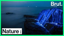 La bioluminescence est visible partout à travers le monde