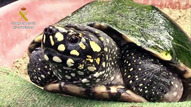 Un élevage illégal de tortues protégées découvert à Majorque