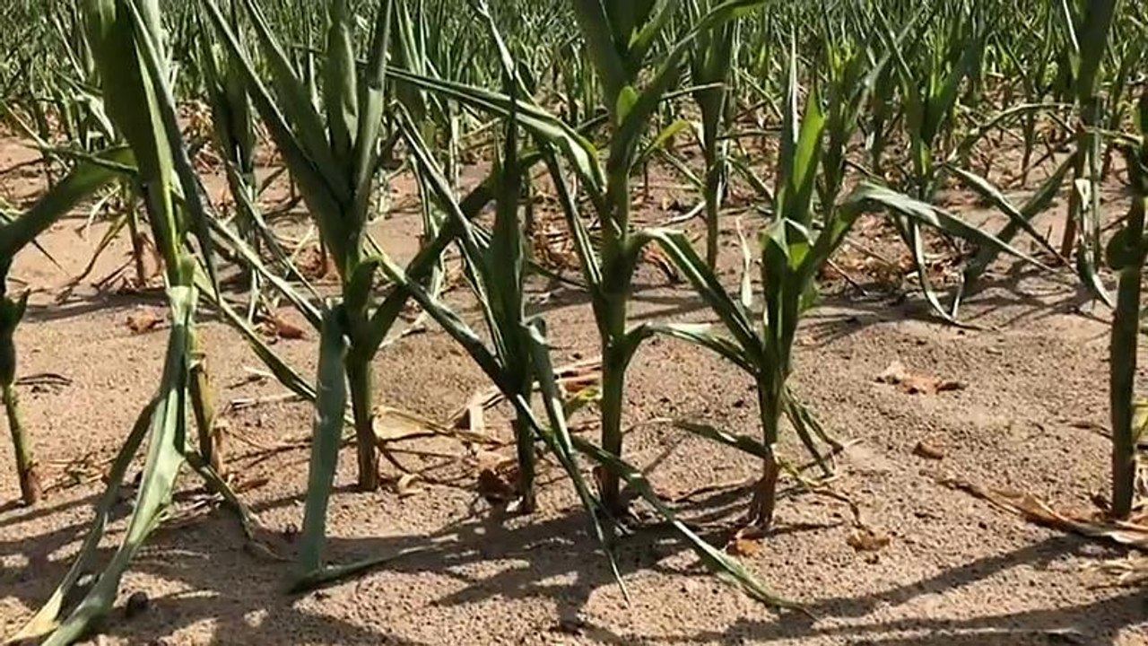 Dürre: 340 Millionen Euro für deutsche Bauern