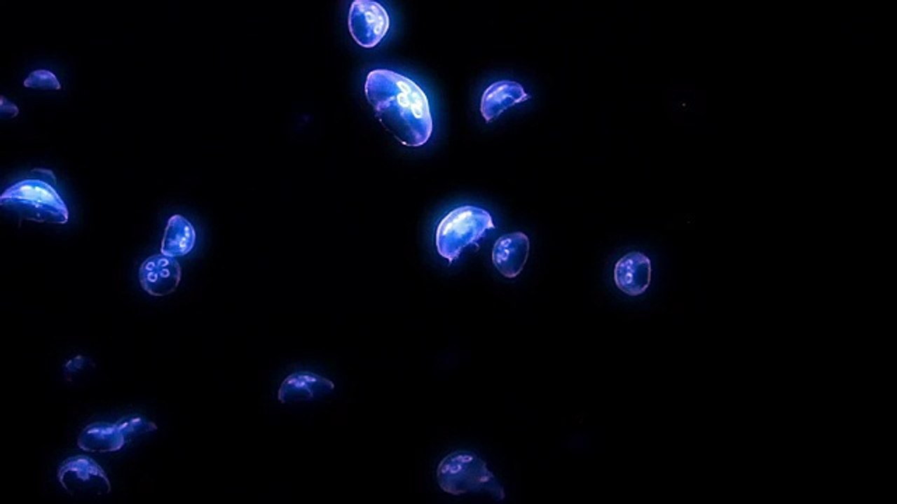 Soothing Jellyfish with Lounge Music (HD 1080p)