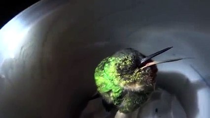 Sweet Snoring Hummingbird