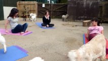 Find your zen with 'Goga'!Goat Yoga, or 'Goga' as it's also referred, is the latest fitness craze to hit the Isle of Man - introduced by High Tilt Goat Farm K