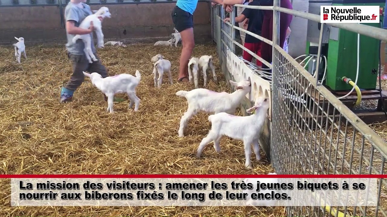 VIDEO. Loir-et-Cher : donner le biberon à des chevreaux
