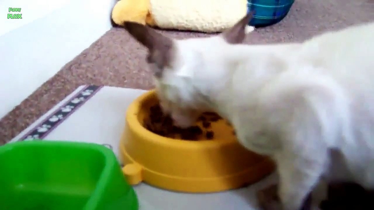 Cats Saying Nom Nom Nom While Eating Compilation 2013 [HD] video