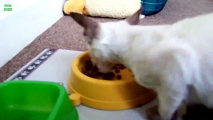 Cats Saying Nom Nom Nom While Eating Compilation 2013 [HD]