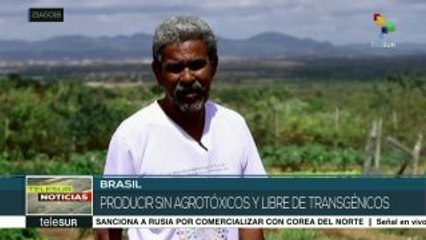 Reforma agraria en Brasil continúa paralizada tras llegada de Temer