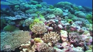 Australia Coral Reef | Fragile World (Part 5)