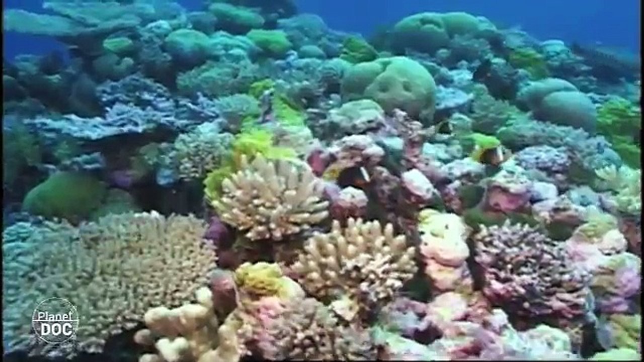 Australia Coral Reef | Fragile World (Part 5)